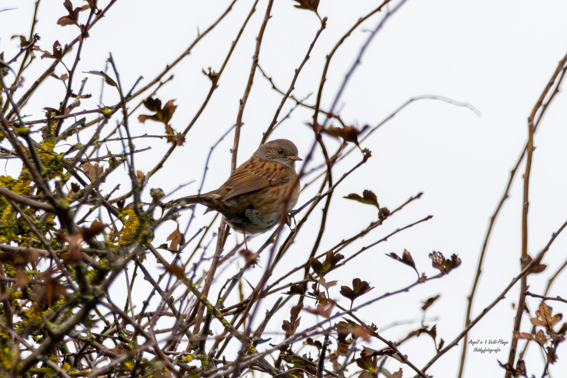 Heggemus (Meijendel). Foto van Angel In T Veld.
Breed uit in de takken